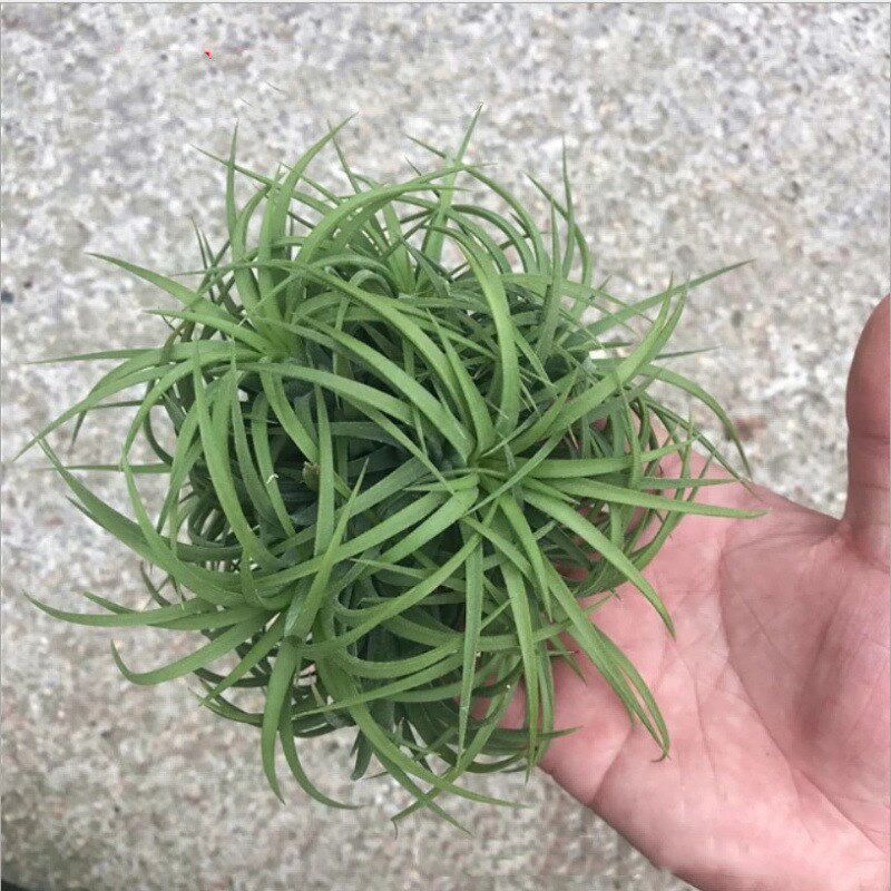 现货速发群生空气凤梨多款无土植物球多头空凤丛生球状绿植室内盆