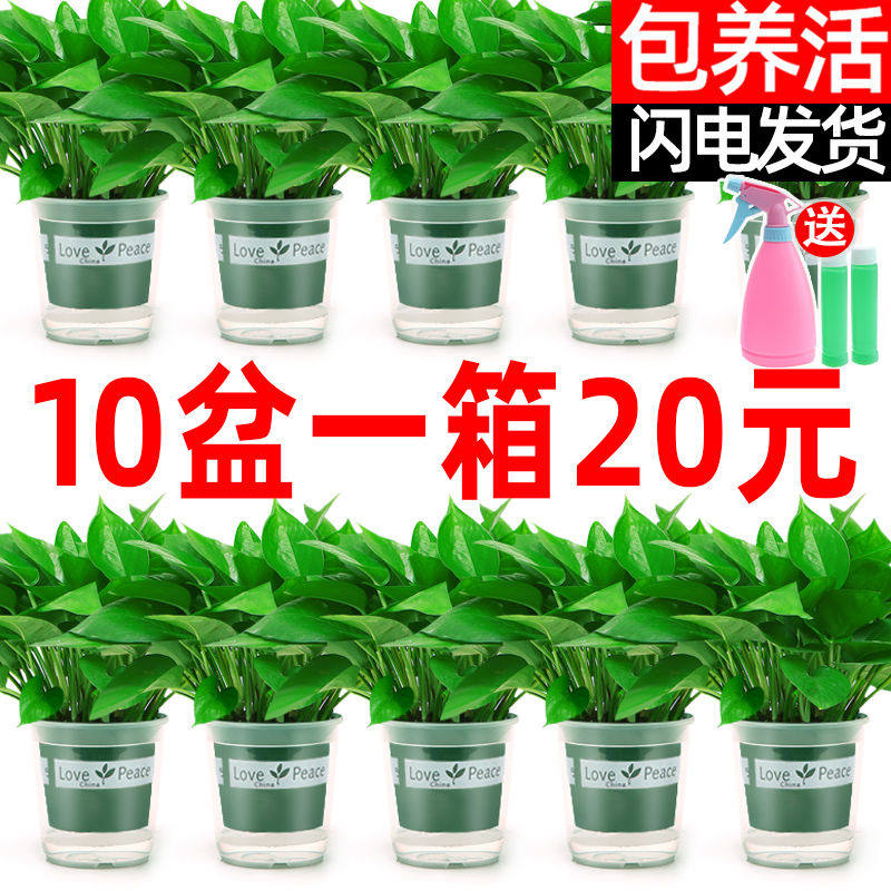 现货速发绿萝盆栽室内好养吸除甲醛净化空气水培植物绿植花卉盆栽