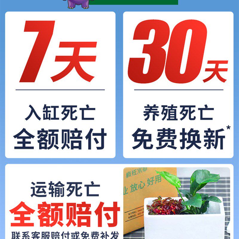 现货速发水草植物鱼缸真草造景生态全套摆件养鱼增氧铺底阴性水培