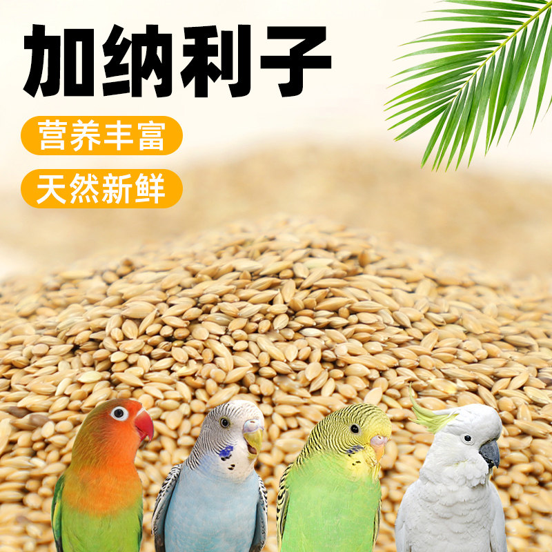 鹦鹉饲料加纳利子鸟食鸟粮新货大颗粒玄凤虎皮牡丹中小型鹦鹉饲料,宠物/宠物食品及用品,鸟食,淘宝优惠券,粉丝福利购,淘宝优惠卷
