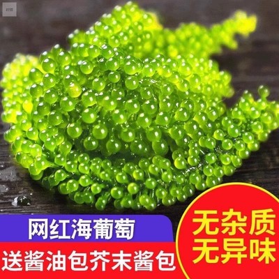 海葡萄即食儿童盐渍海带新鲜凉拌菜水葡萄海洋蔬菜绿色鱼子酱海藻