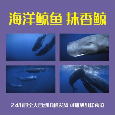 海洋鲸鱼抹香体型最大齿群