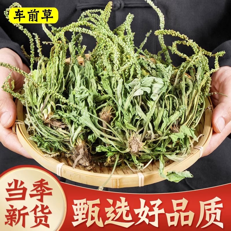 车前草野生中药500g新鲜干货袋泡茶车前子中草药材正品猫爪草泡水