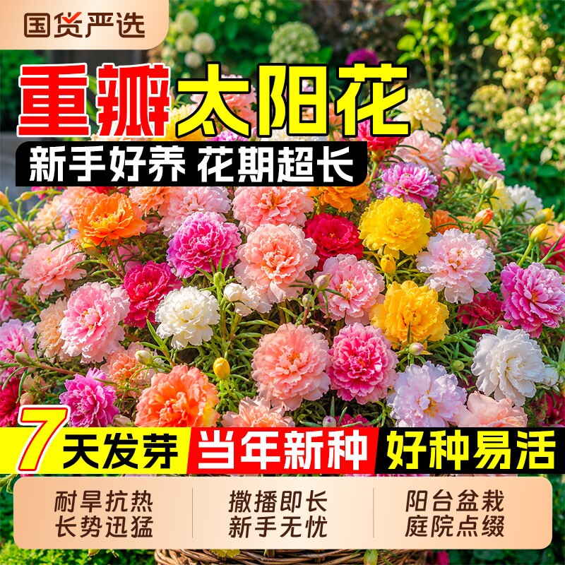 重瓣太阳花种子四季播种花籽开花易活耐寒耐旱室内外阳台庭院盆栽