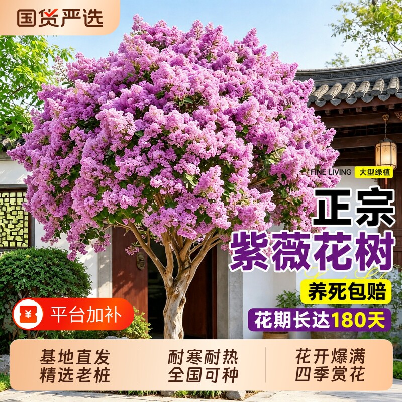 紫薇树老桩庭院树苗盆景大树特大号满堂红室外耐寒绿化紫薇花耐热