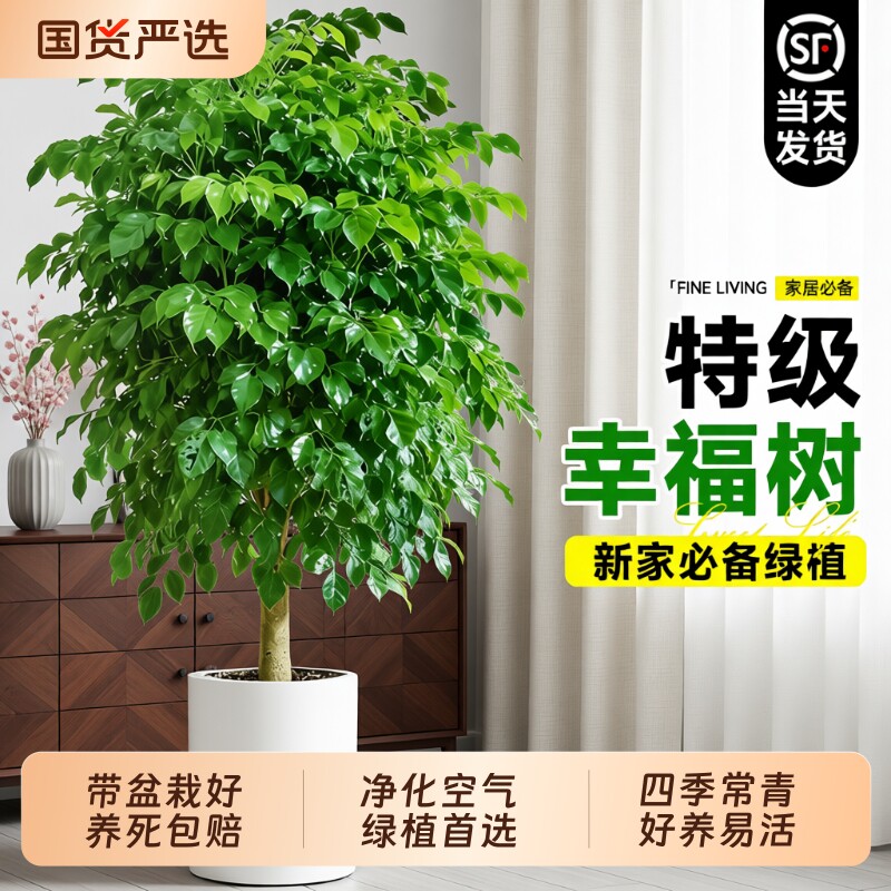 幸福树盆栽室内客厅大型绿植净化空气除甲醛植物老桩家里耐阴大气