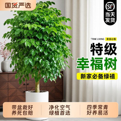 单杆幸福树盆栽净化空气