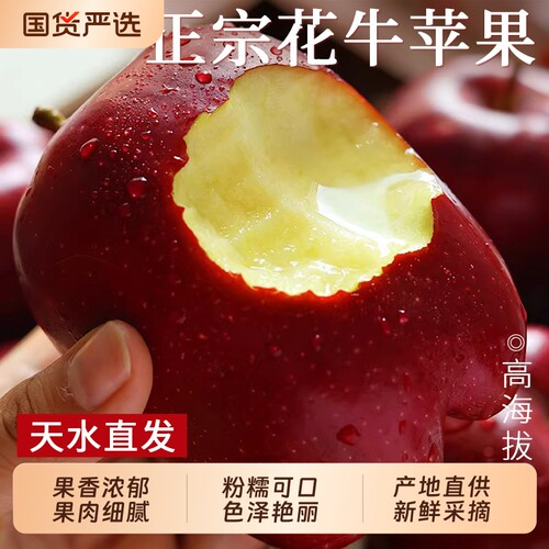 正宗甘肃天水花牛苹果蛇红果粉脆沙面甜平果小孩老人新鲜水果10斤