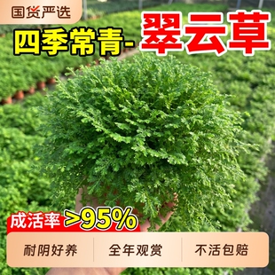 翠云草盆栽绿植绿地蕨类情人草铺地植物庭院造景易养阳台熊猫客厅