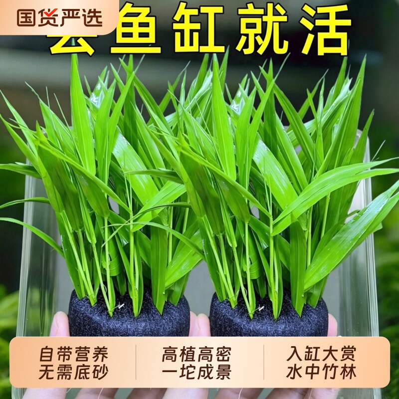 南美青竹坨草净水增氧鱼缸专用图片