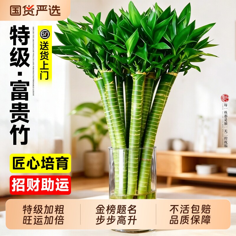 水培植物文昌竹4支富贵竹转运竹观音竹龙竹水培带根桌面水养绿植