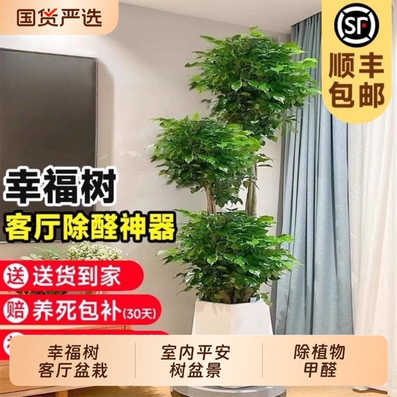 幸福树客厅盆栽大型老桩仿生绿植室内平安树盆景除甲醛四季好养