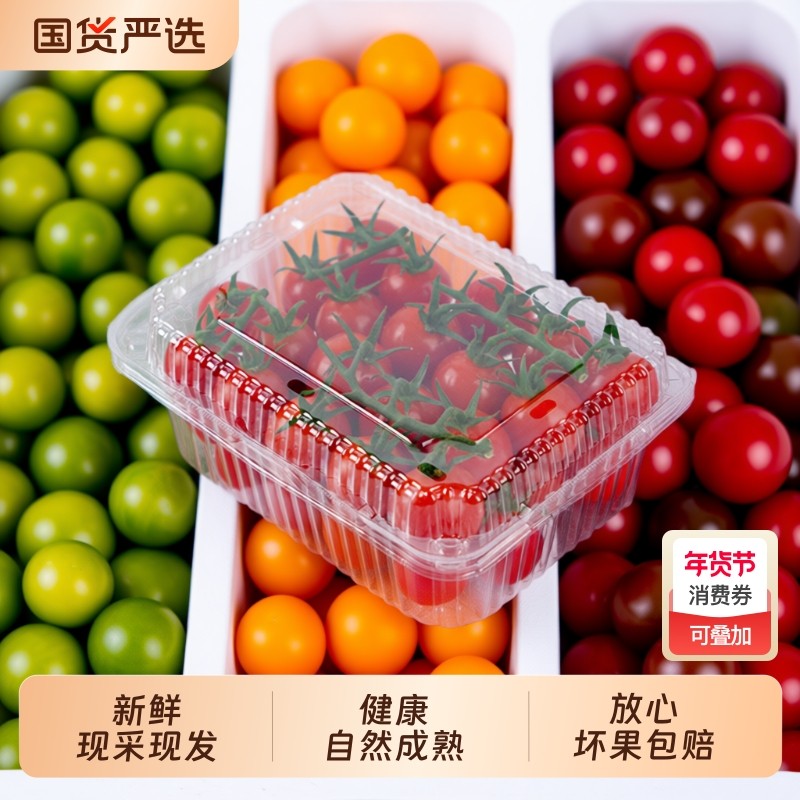 柿一家串收樱桃番茄新鲜水果千禧圣女果小西红柿绿色健康