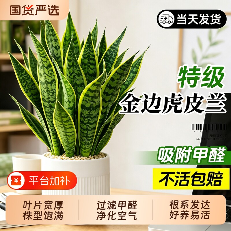 金边虎皮兰盆栽绿植客厅桌面四季常青新房室内净化空气办公室好养