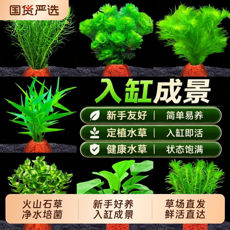 火山石水草造景专用|千人加购图片