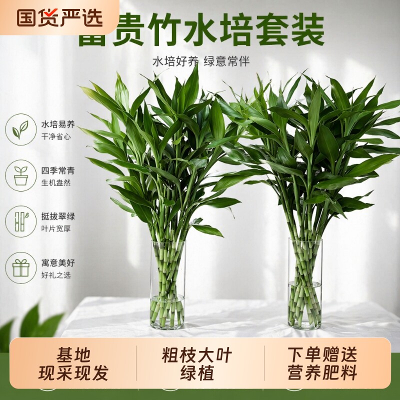 富贵竹水培植物水养发财竹带根客厅绿植招财转运文昌竹子盆栽室内