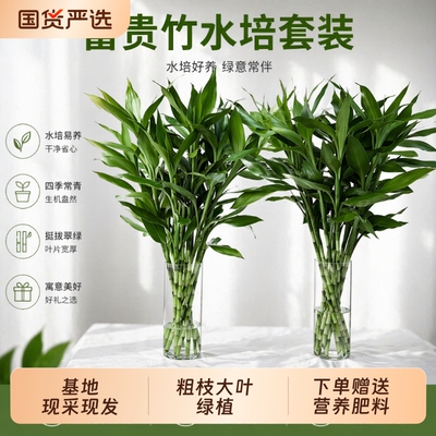 富贵竹水培植物水养发财竹带根客厅绿植招财转运文昌竹子盆栽室内