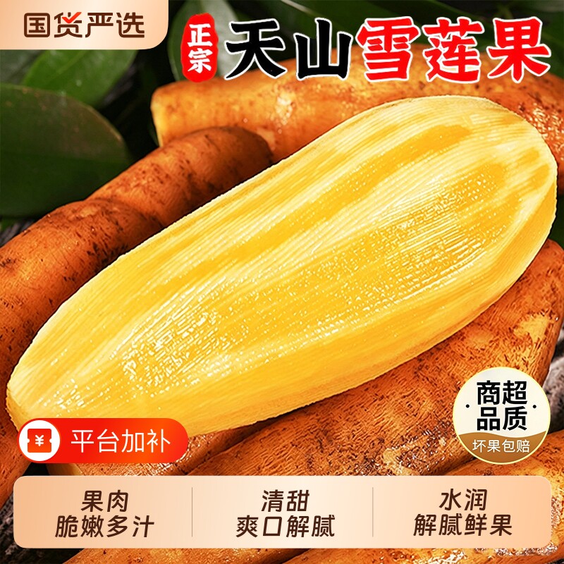 云南天山雪莲果新鲜水果当季现挖脆甜多汁红心黄心雪连果孕妇水果