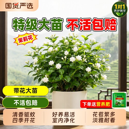 茉莉花盆栽老桩鲜花四季树苗开花室内客厅花卉绿植物好养易活花苗