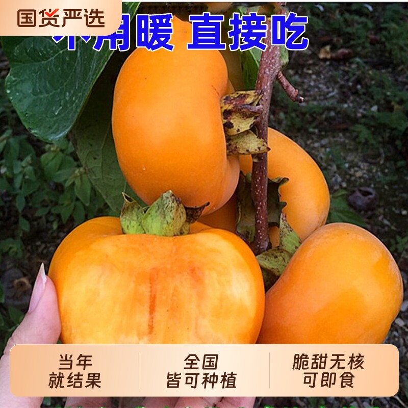 甜脆柿子苗南北方庭院地栽大果柿子树苗当年结果树苗大全图片
