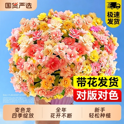 重瓣长寿花盆栽四季好养