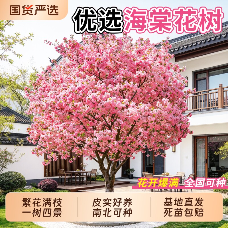 四季海棠树苗庭院地栽西府海棠老桩垂丝海棠四季种植耐寒开花植物