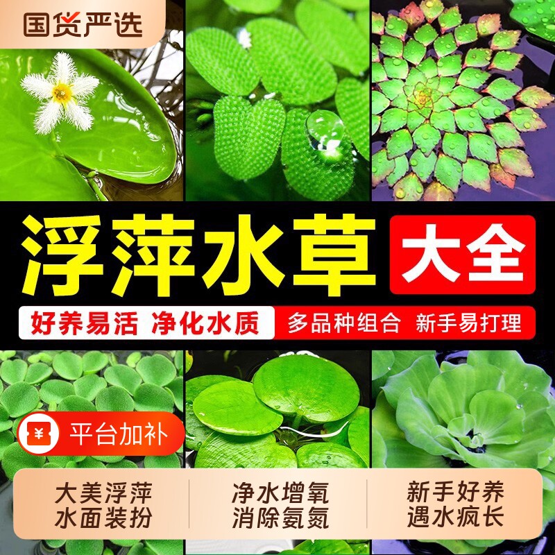 浮萍水草植物鱼缸造景水培一叶莲水芙蓉水葫芦睡莲净水增氧漂浮草