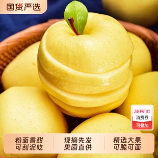 圣诞正宗黄元帅苹果9斤新鲜水果粉面黄金帅黄香蕉粉面脆甜现摘
