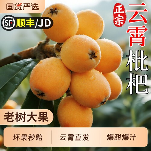 顺丰速达丨正宗云霄甜枇杷