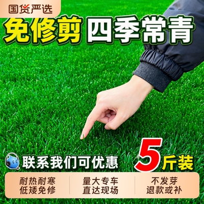 草坪草籽种子四季常青护坡固土狗牙根地毯草庭院绿化马尼拉黑麦草