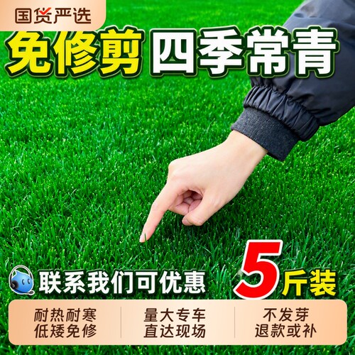 草坪草籽种子草皮四季常青护坡固土狗牙根地毯草绿化马尼拉黑麦草