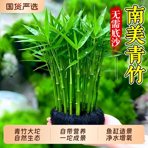 青竹大坨水草净水增氧鱼缸造景