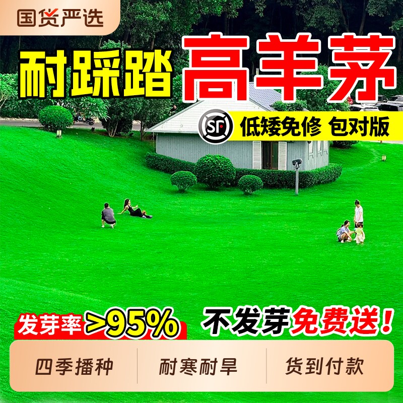 高羊茅草籽耐寒耐践踏护坡固土四季常青公园庭院工程绿化草坪种子