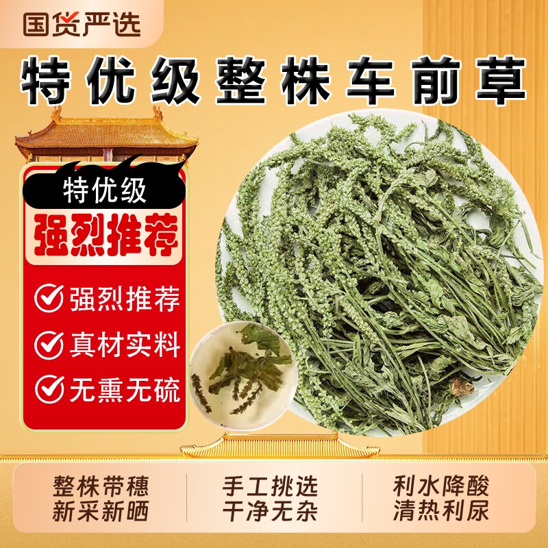 整株车前草野生新鲜中药材官方旗舰店车前草切段泡水喝的功效新货