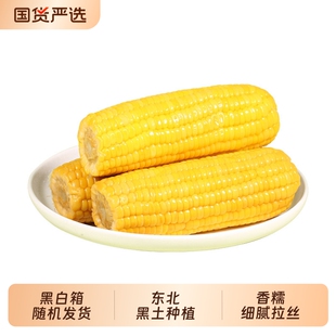 东北【开源保丰】黄糯玉米
