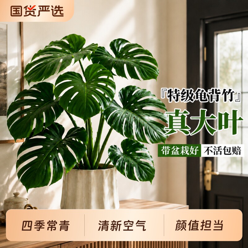 龟背竹桌面绿植盆栽室内植物老桩大叶办公室客厅四季常青盆景好养图片