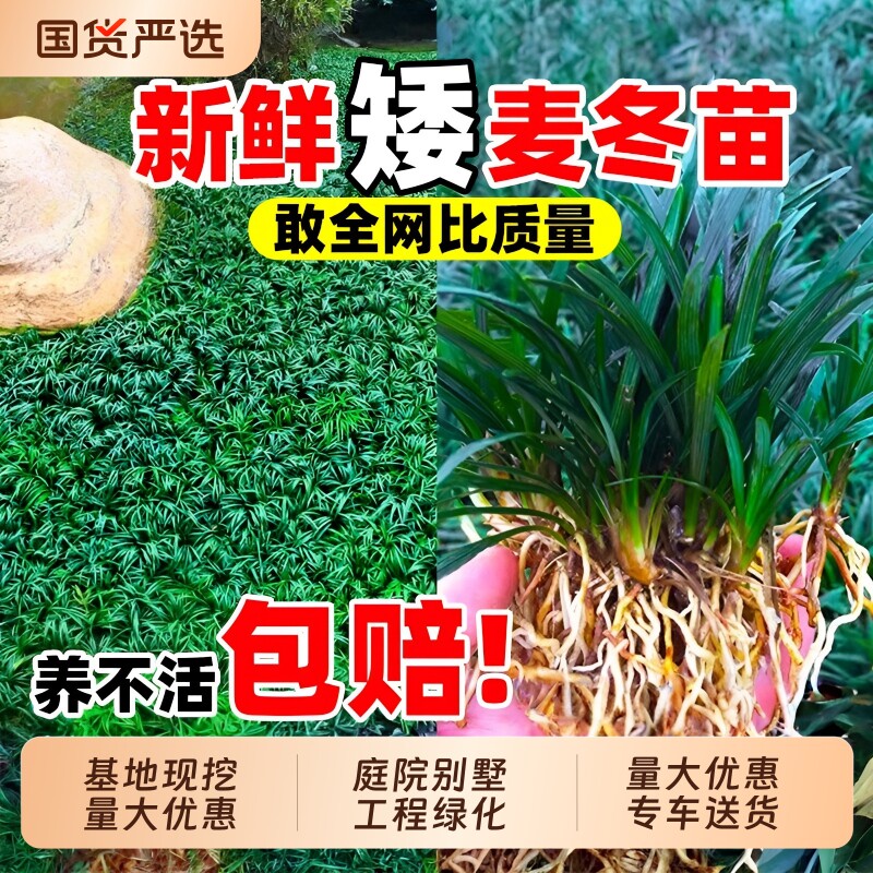 日本矮麦冬草苗玉龙草耐寒别墅庭院园林绿化植物细叶金边麦冬草苗