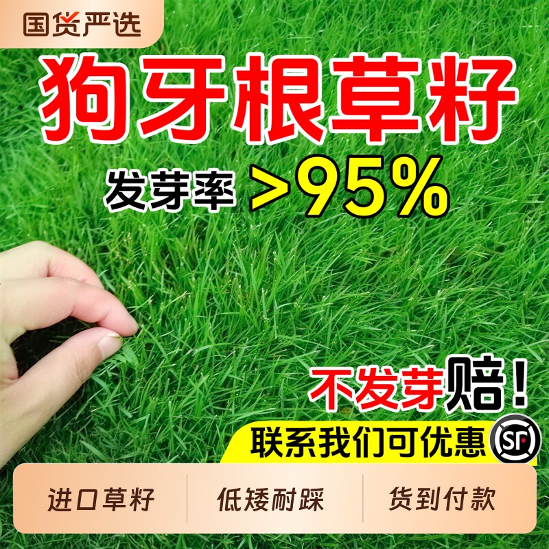 狗牙根草籽四季常青护坡固土免修剪种子耐热耐旱庭院别墅绿化种籽
