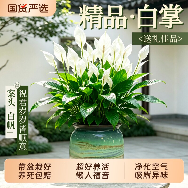 白掌盆栽一帆风顺绿植办公室内桌面耐阴好养花卉四季常青净化空气