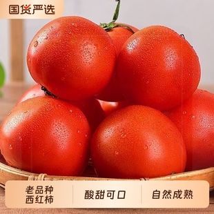 12.9亓云南西红柿新鲜现摘5斤带箱