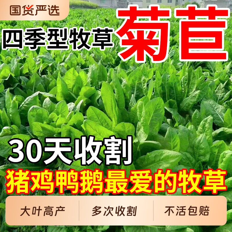 菊苣草种子大叶将军多年生高产牧草养殖四季牛羊鸭鹅兔猪草种籽子