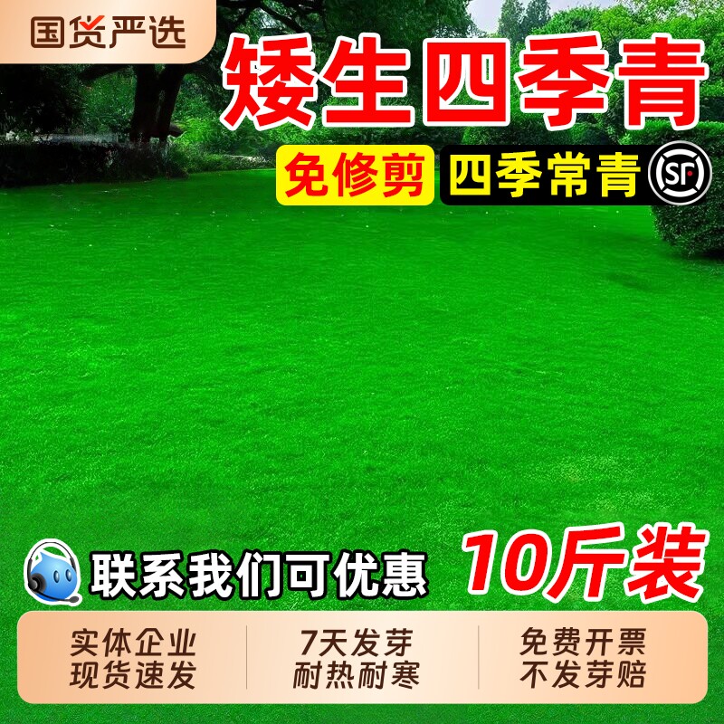 矮生四季青草籽免修剪耐热耐旱草坪种子耐践踏庭院工程绿化草种子