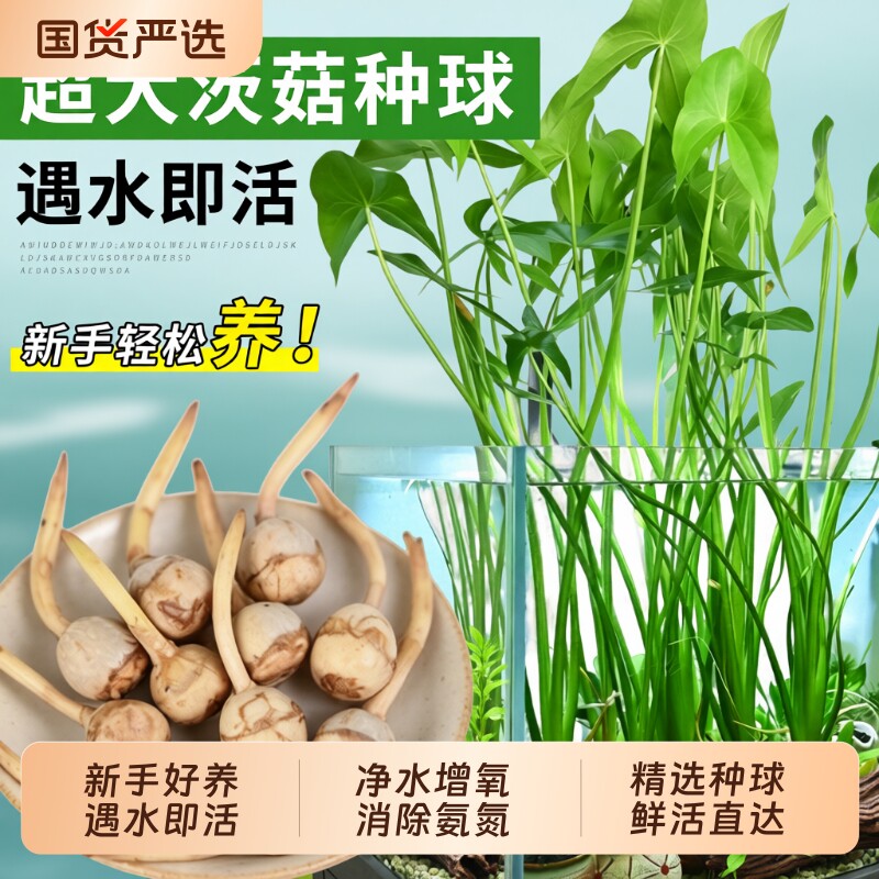 慈菇种球苗水草净水鱼缸造景图片