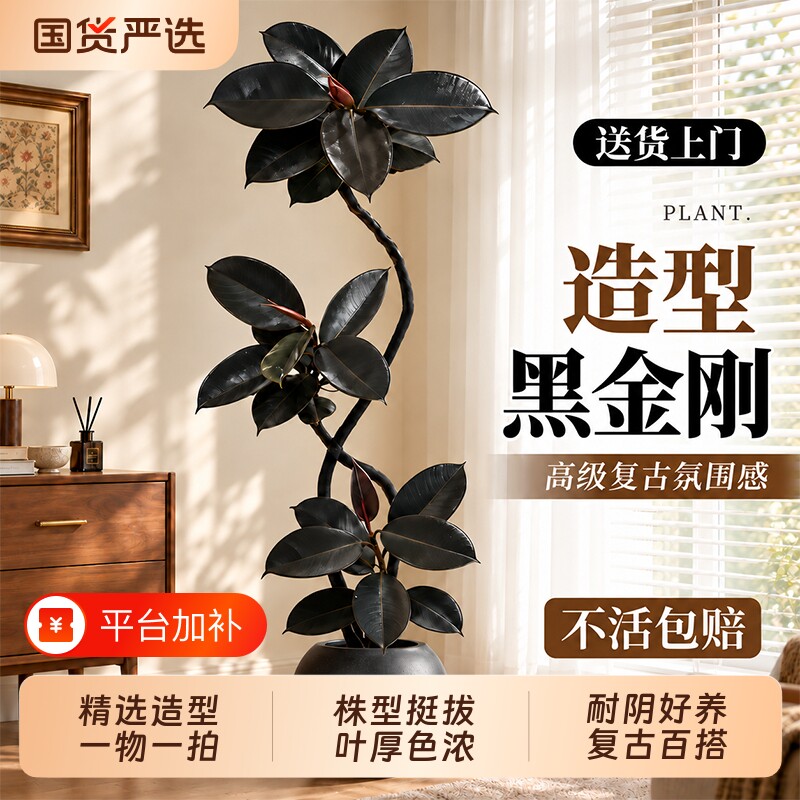 黑金刚橡皮树客厅绿植高级感大盆栽植物室内落地高端好养氛围软装
