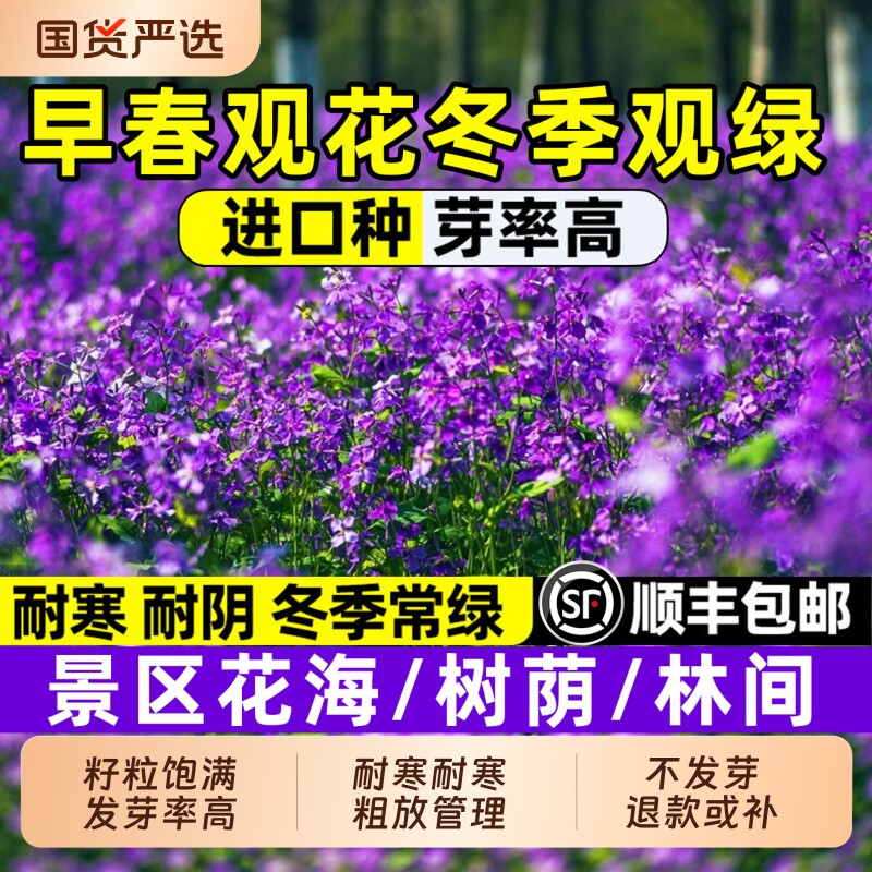 二月兰花种子诸葛菜多年生耐阴耐寒四季播种庭院花海绿化景观种籽
