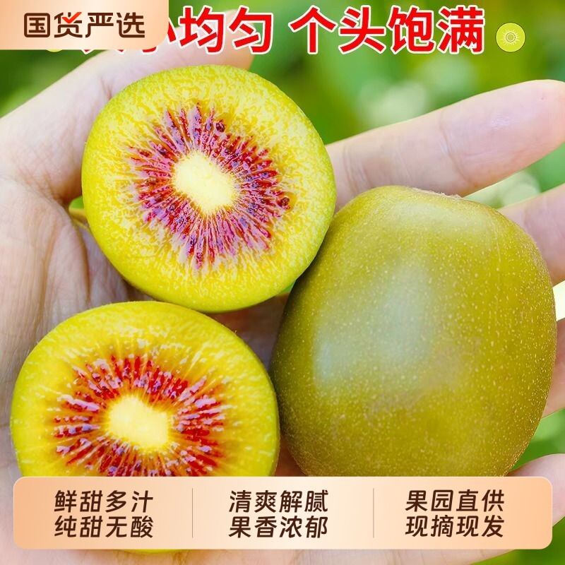 苍溪红心猕猴桃红阳品种果园直供软糯无酸新鲜当季水果坏果包赔