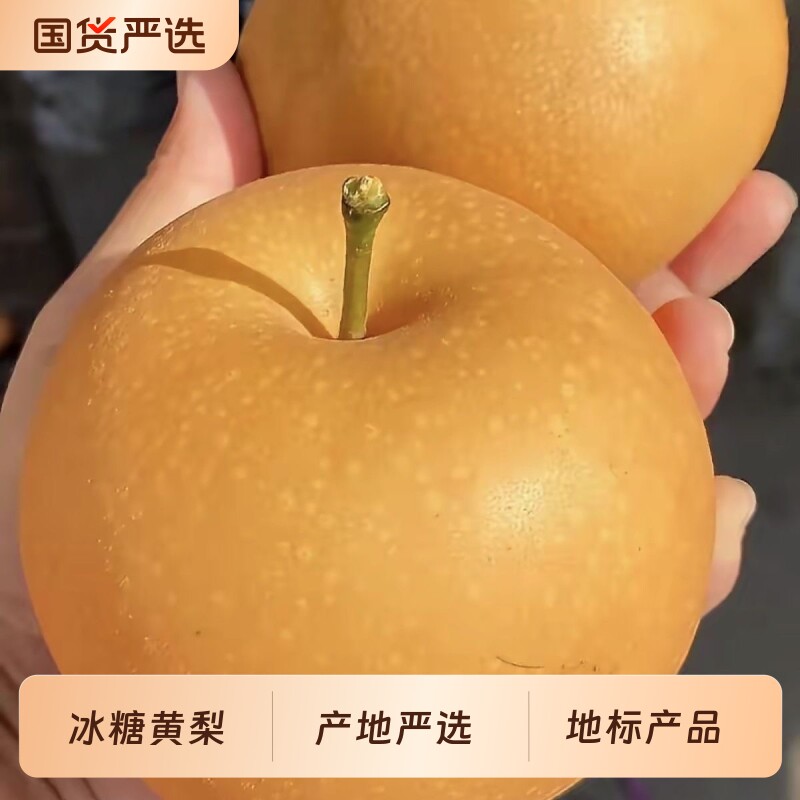 正宗圆黄梨丰水梨薄皮新鲜冰糖梨子水果脆甜多汁批发当季新鲜水果
