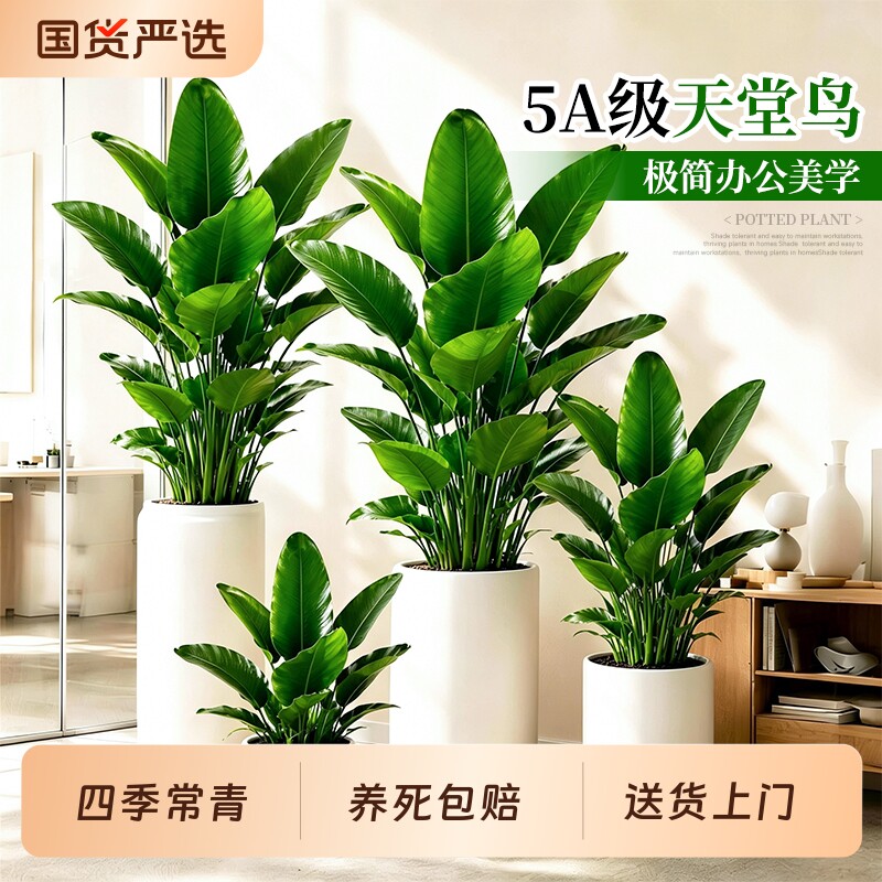 天堂鸟客厅大盆栽老桩植物室内办公室大型绿植大叶除甲醛大气专业
