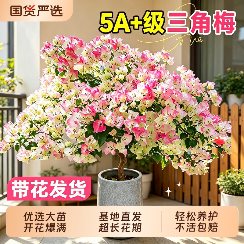 三角梅盆栽带花老桩绿植花卉重瓣绿樱漳红樱树苗室内阳台爬藤植物图片