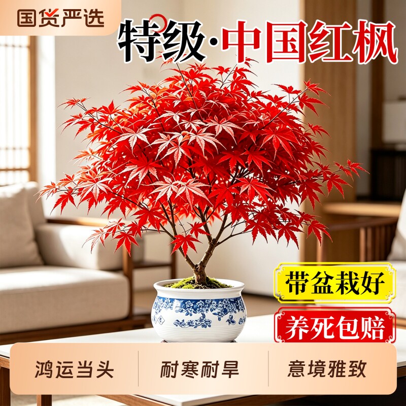 中国红枫盆栽室内好养盆景图片